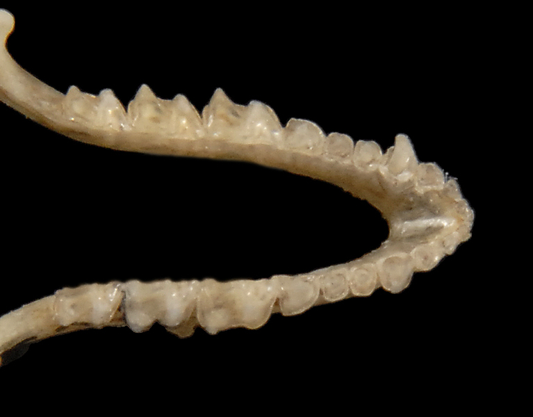 Euteleostomi