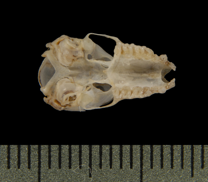 Craniata