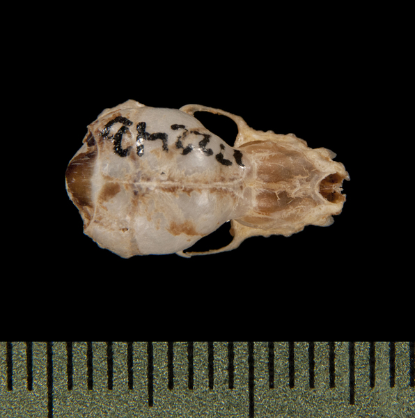 dorsal5568