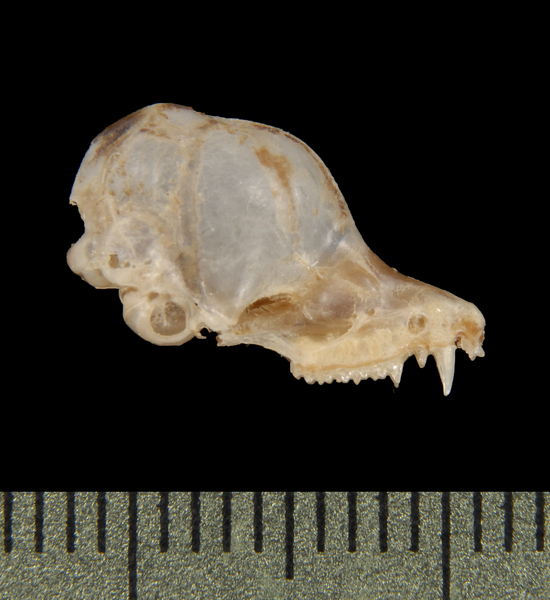 Deuterostomia