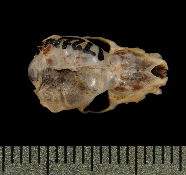 dorsal5526