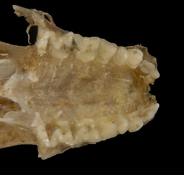 Eumetazoa