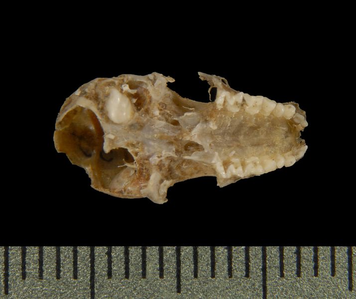 Deuterostomia