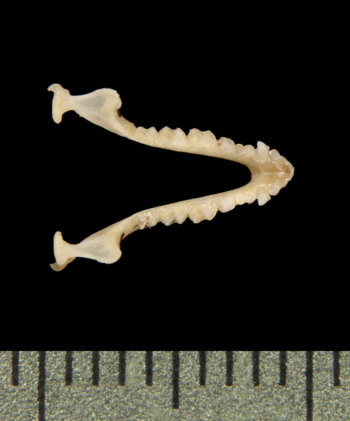 lower_dorsal5566