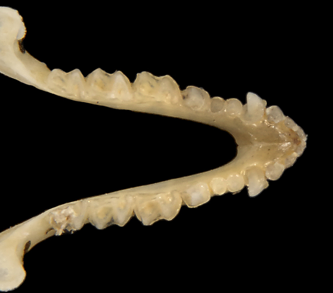 Vertebrata