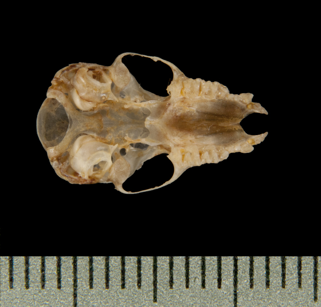 Craniata