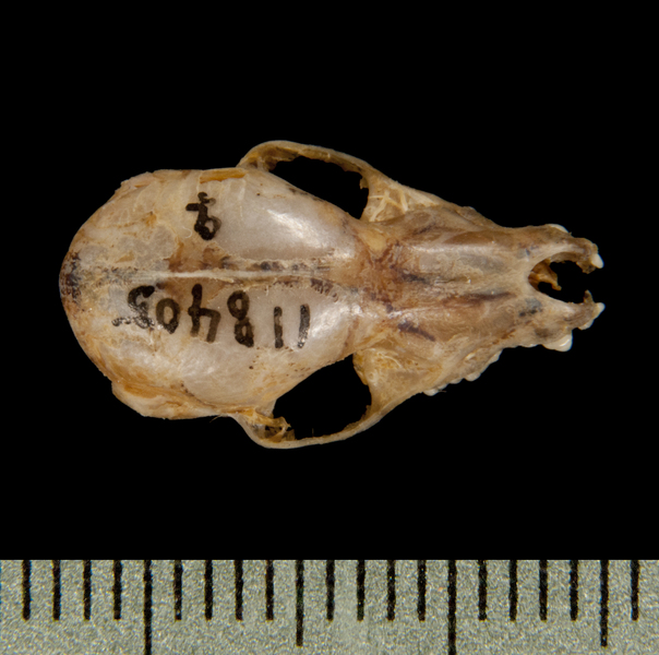 dorsal5588