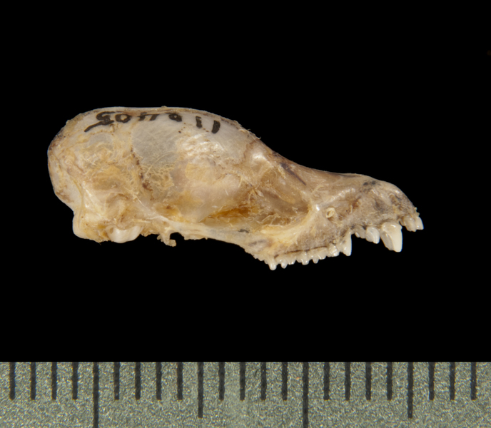 Vertebrata