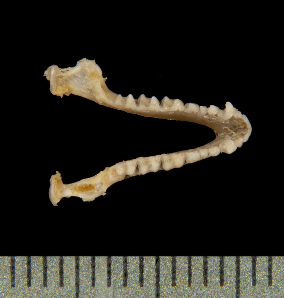 lower_dorsal5593