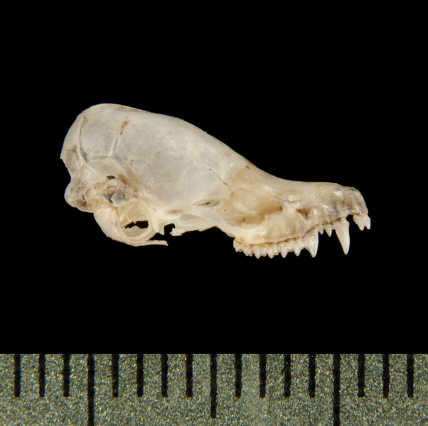 Eumetazoa