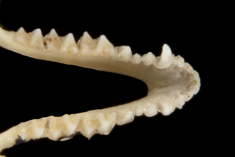 Craniata