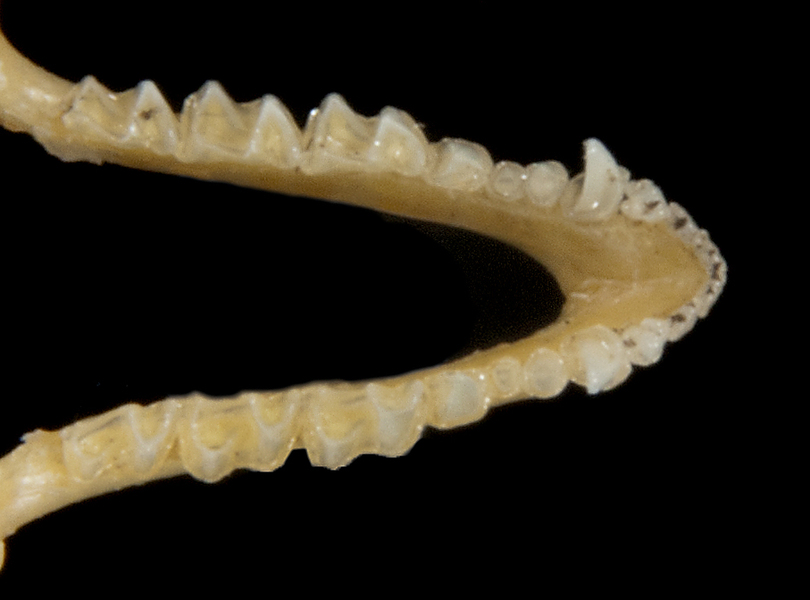 Euteleostomi