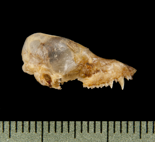 Craniata