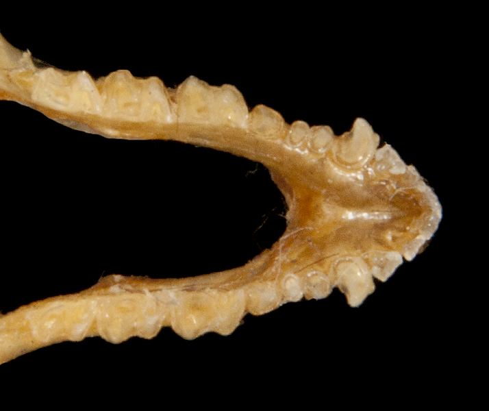 Deuterostomia