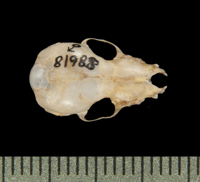 dorsal5618