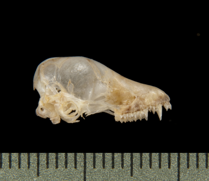 Craniata