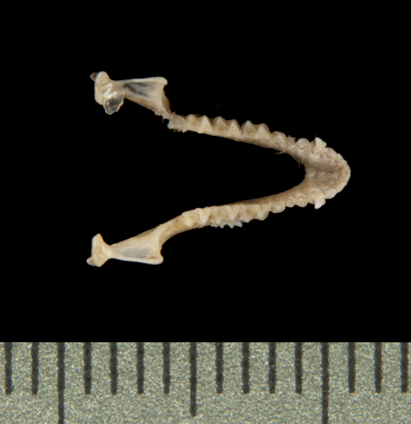 lower_dorsal5624