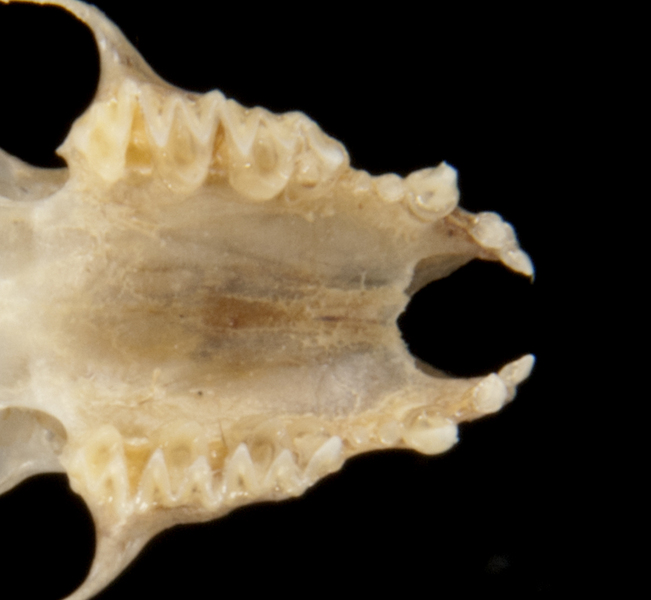 Eumetazoa