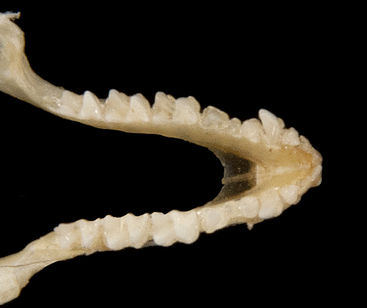 Deuterostomia