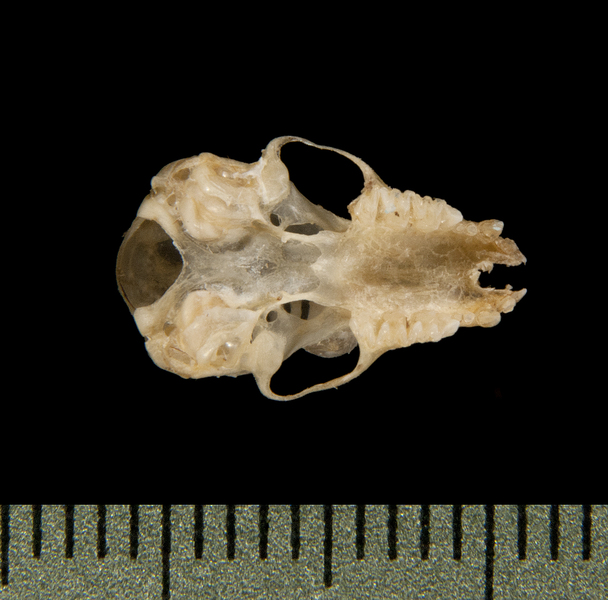 ventral5629