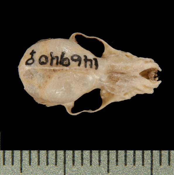 dorsal5634