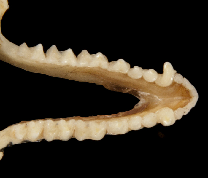 Euteleostomi