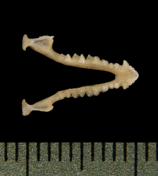 lower_dorsal5646