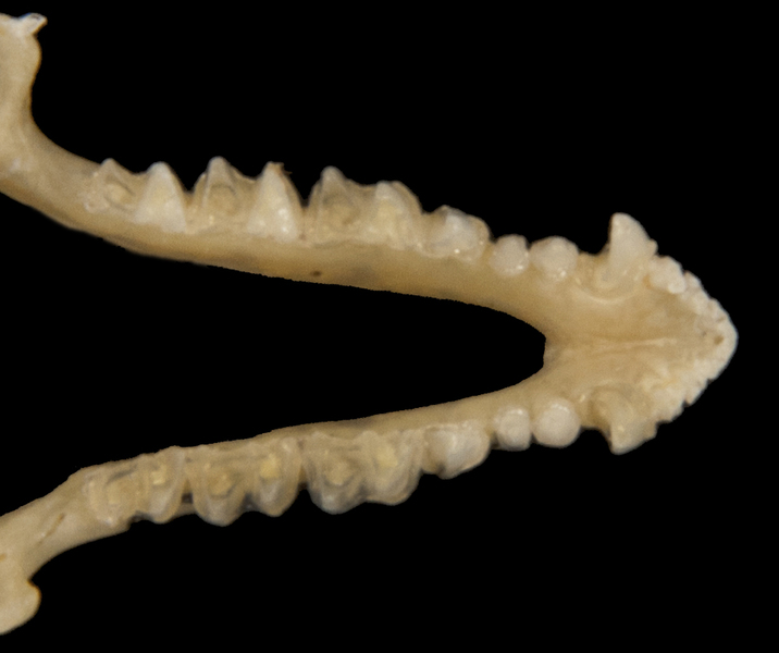 Eumetazoa