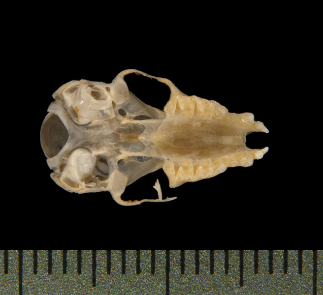 Craniata