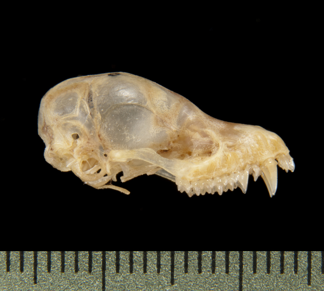 Craniata