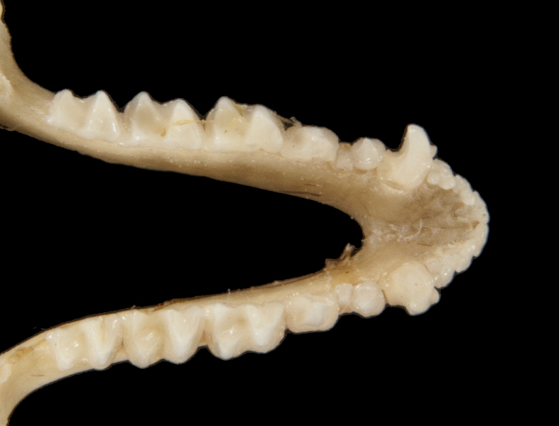 Craniata