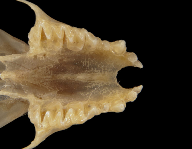 Deuterostomia