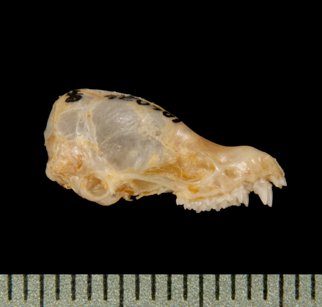 Euteleostomi