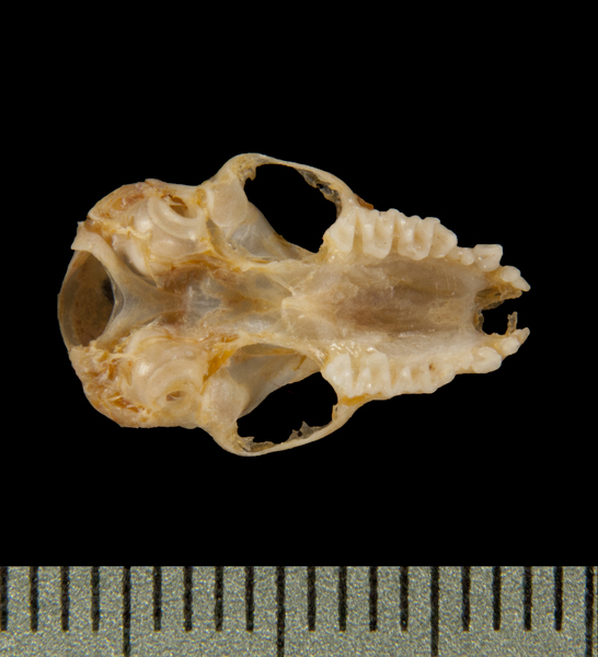 ventral5659