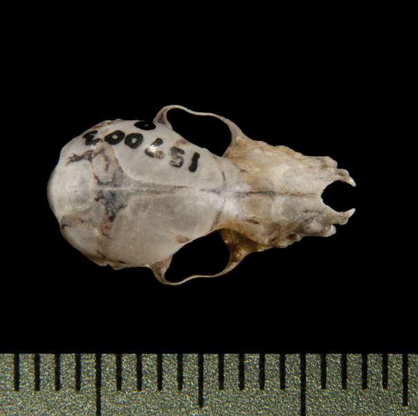 Craniata