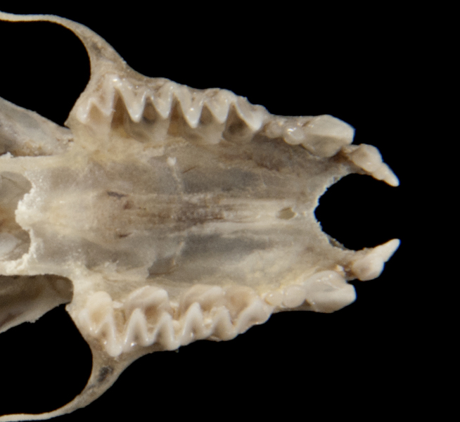 Euteleostomi