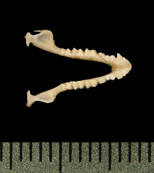 lower_dorsal5674