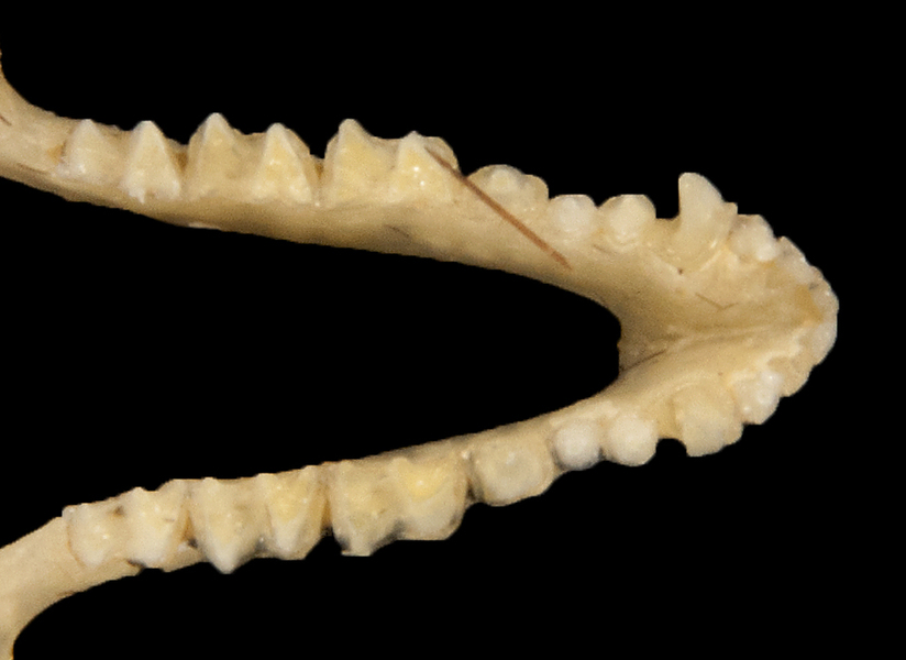 Vertebrata