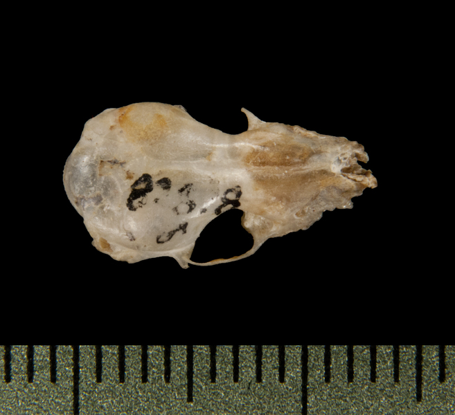 Craniata