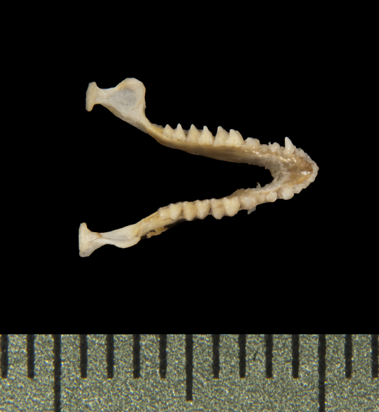 lower_dorsal5686