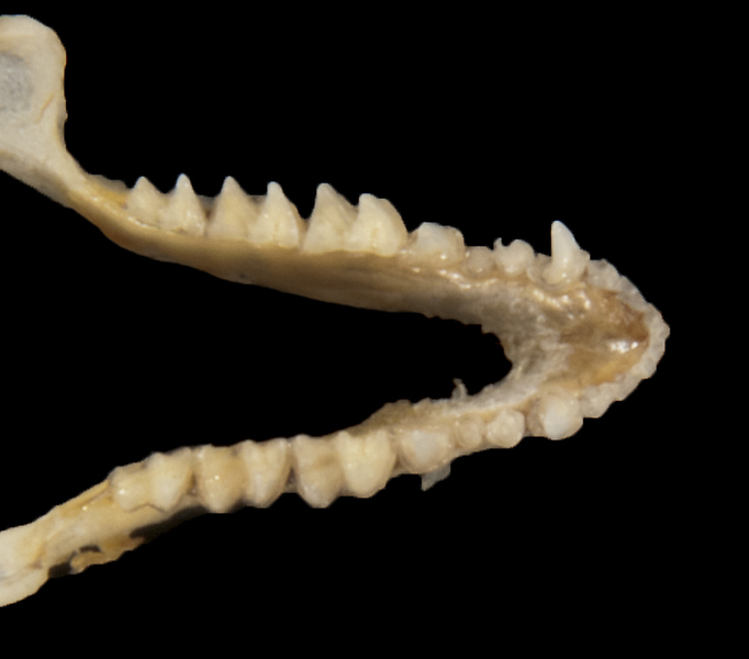 Vertebrata