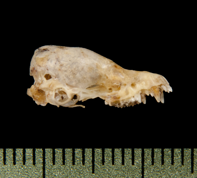 Craniata