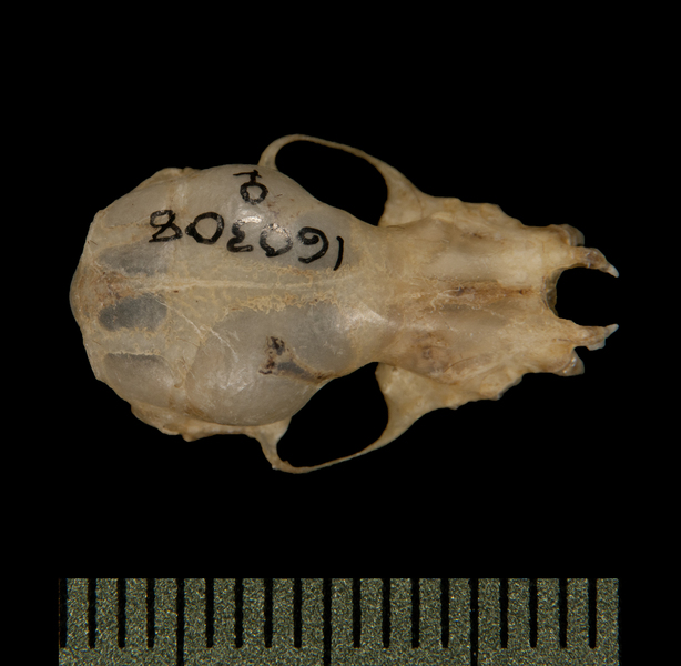 Craniata