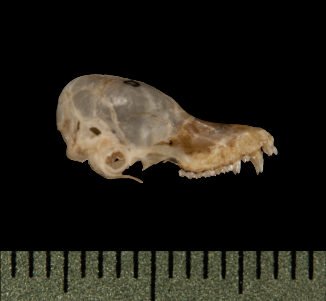 Deuterostomia