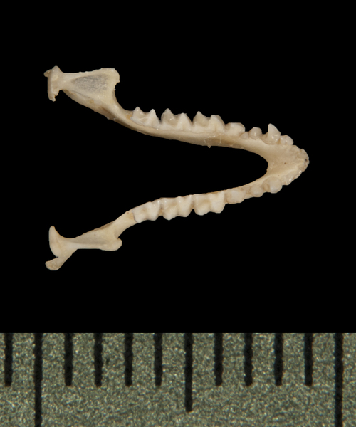 lower_dorsal5711