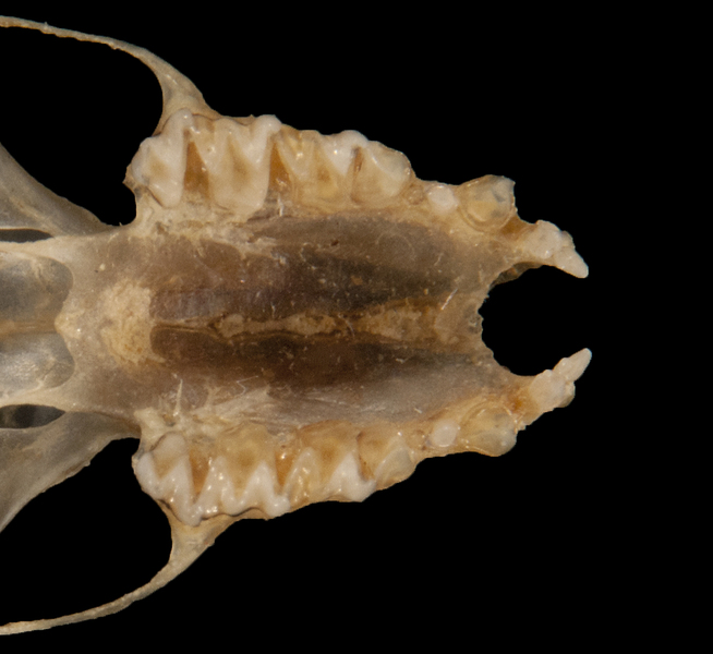 Tetrapoda