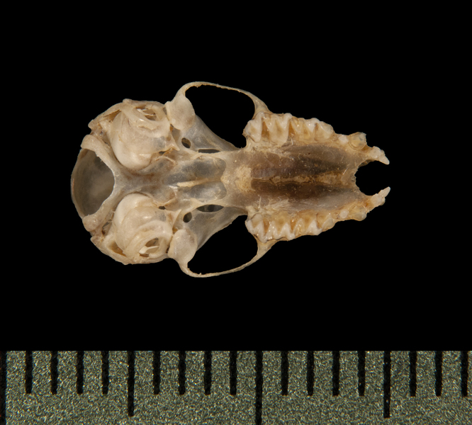 ventral5708