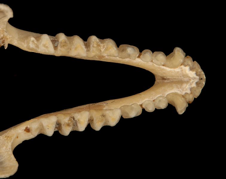 Deuterostomia