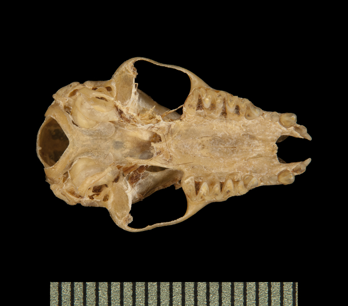 Craniata