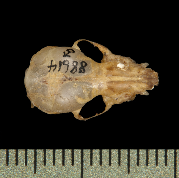 dorsal5737